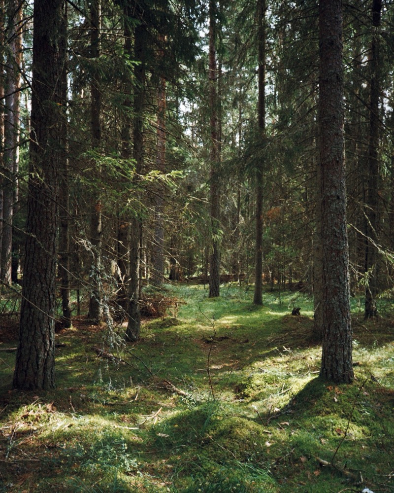 Sunlight falling through a mossy spruce forest
