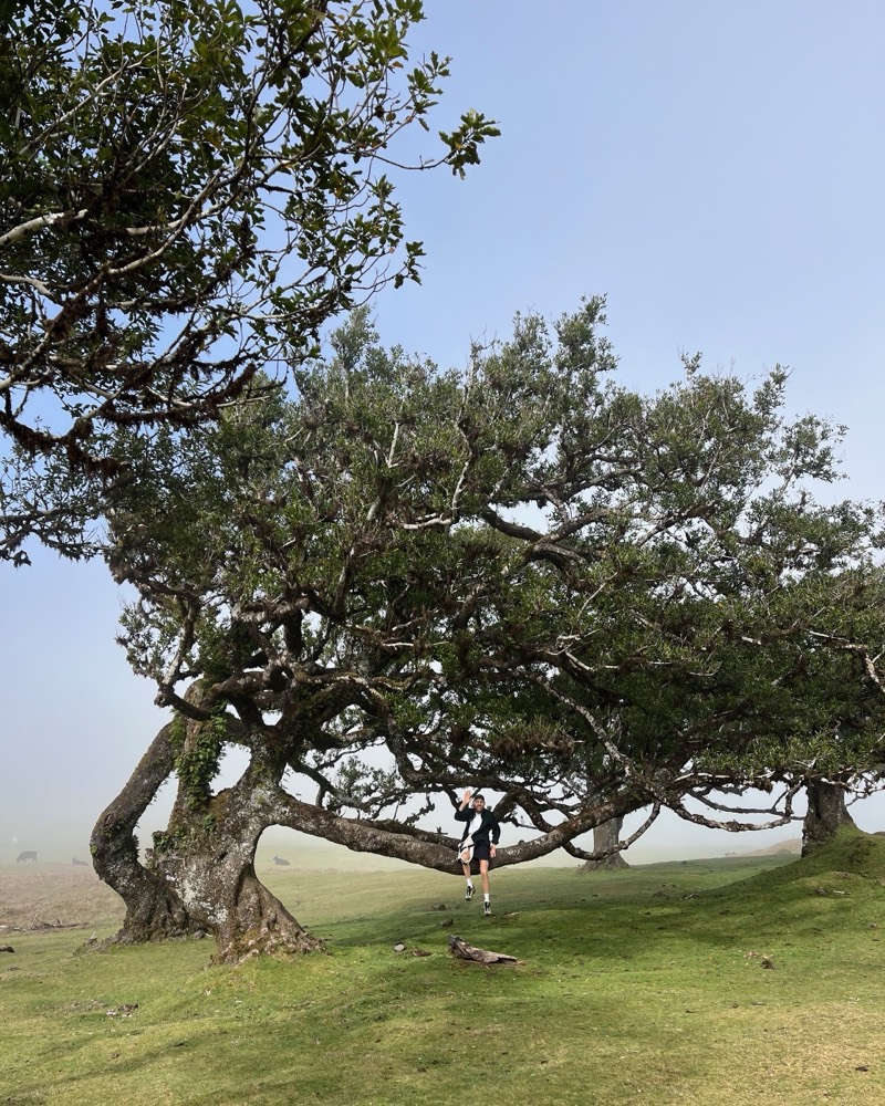 A person standing beneath a vast, low-spreading tree on a foggy hillside